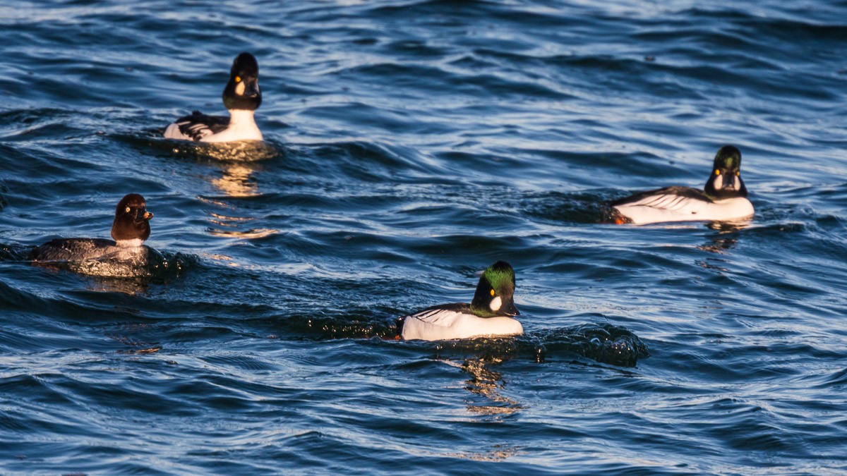 Гоголь - ML645603638