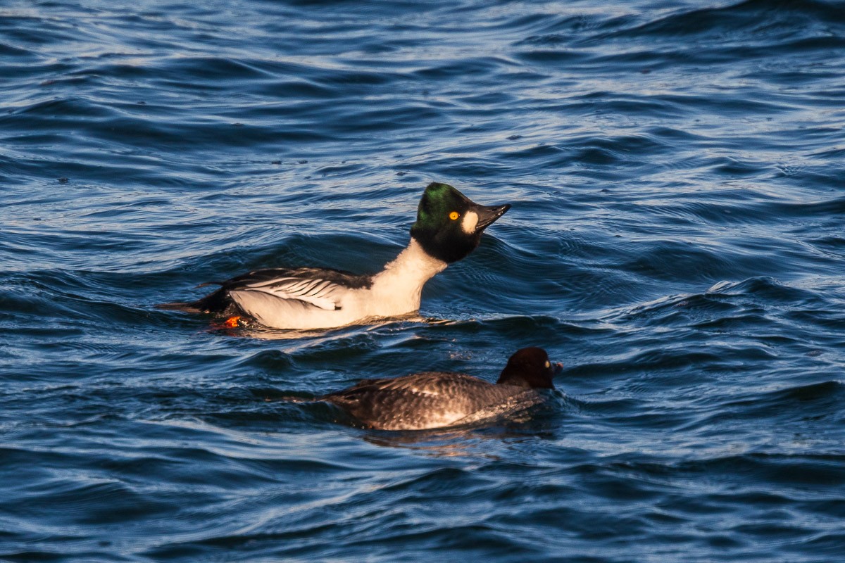 Гоголь - ML645603639