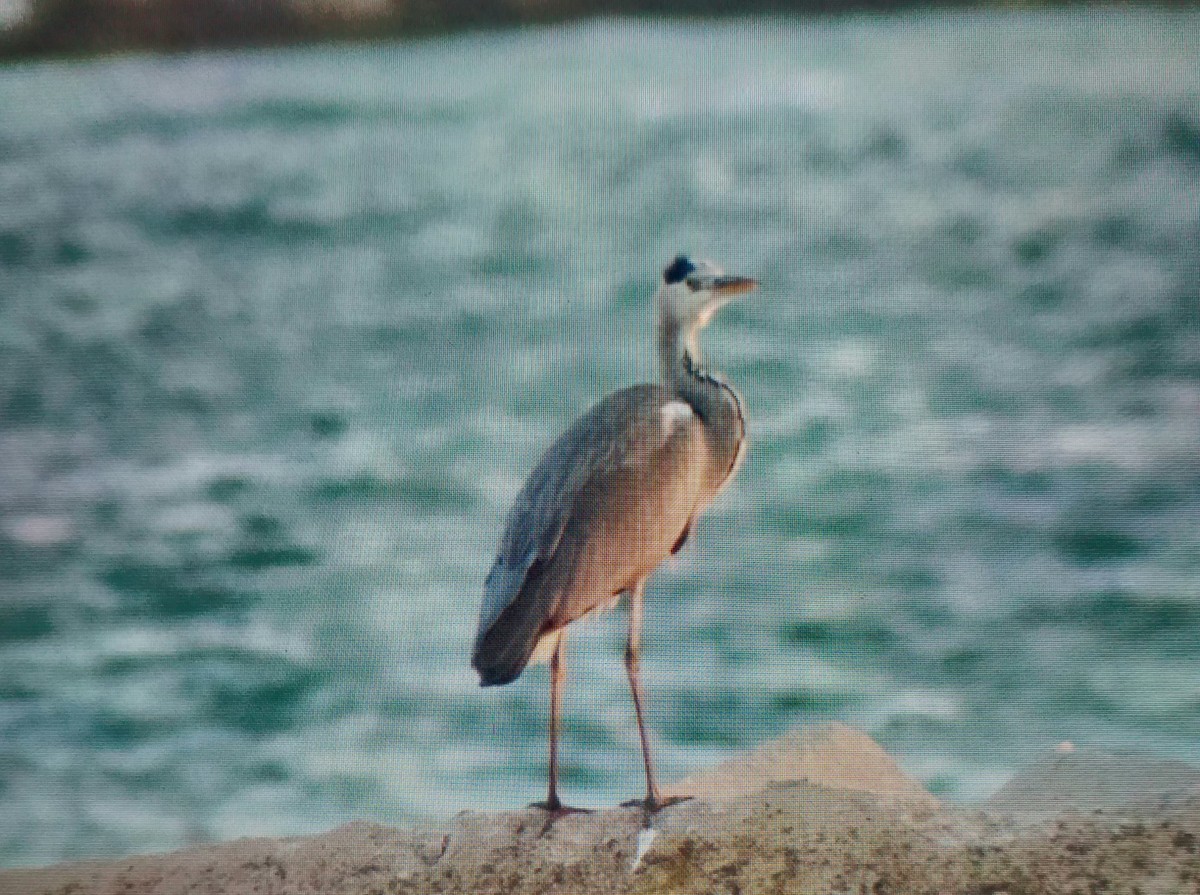 Серая цапля - ML645603640