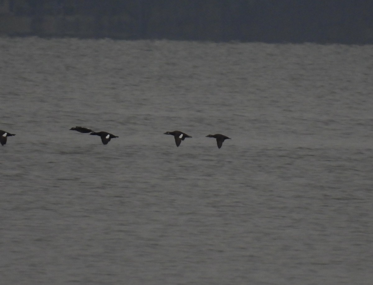 Пестроносый турпан - ML645603641