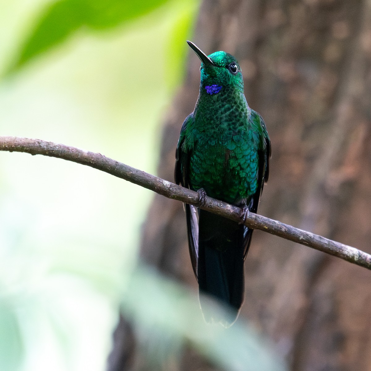 Синегрудый бриллиант - ML645603642