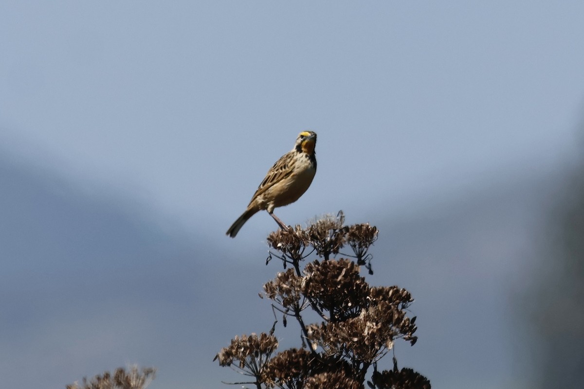 Эфиопский шпорник - ML645603643