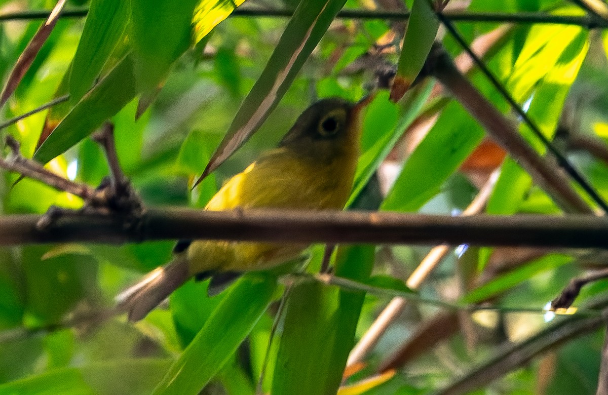 Гималайская очковая пеночка - ML645603648