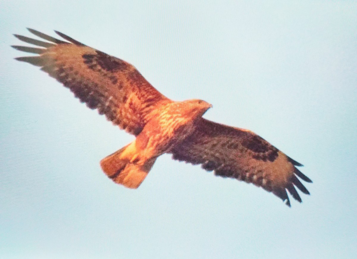 Канюк - ML645603650