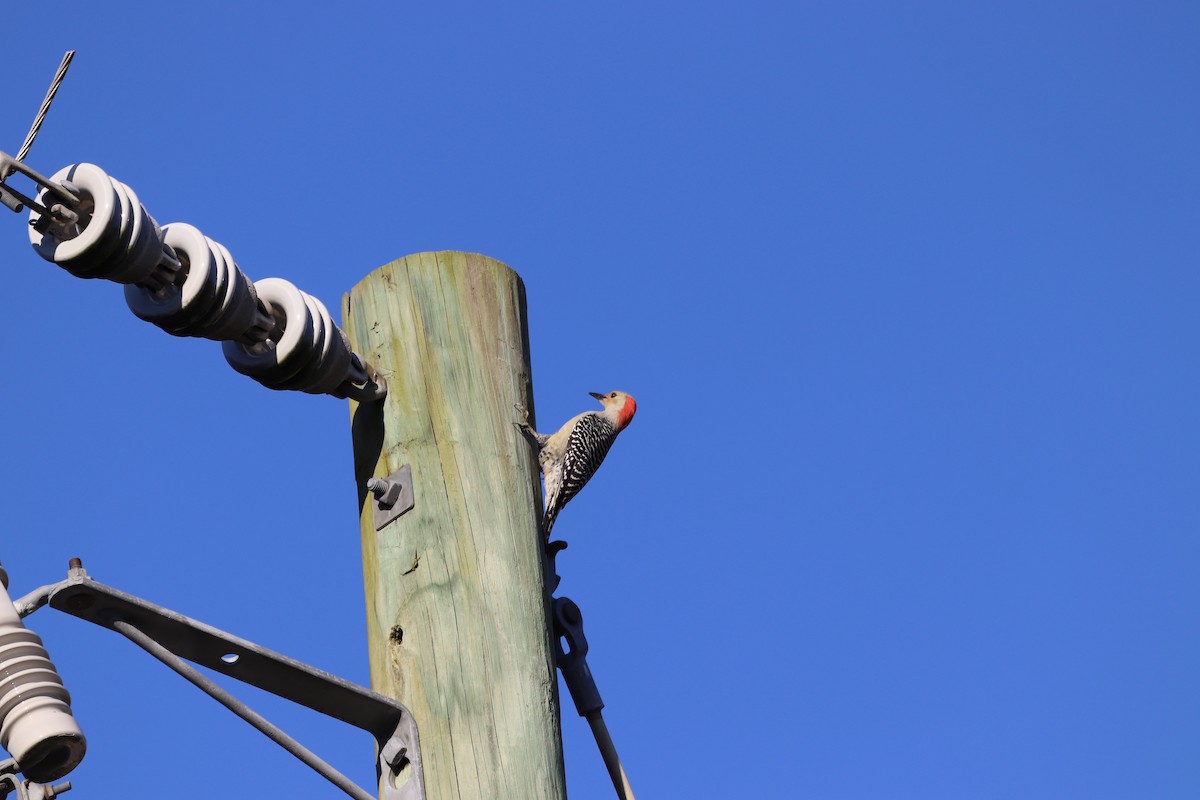 Каролинский дятел - ML645603651