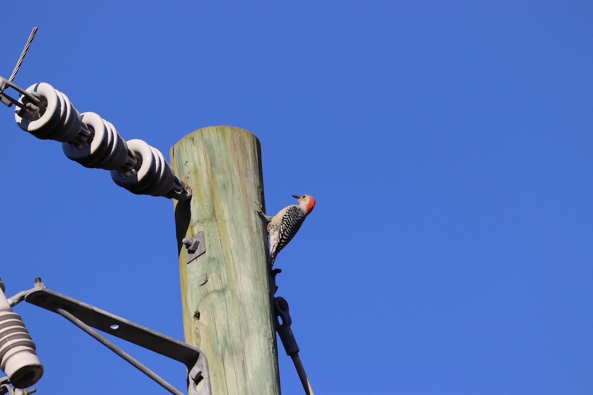 Каролинский дятел - ML645603652