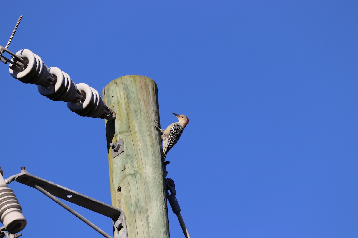 Каролинский дятел - ML645603653