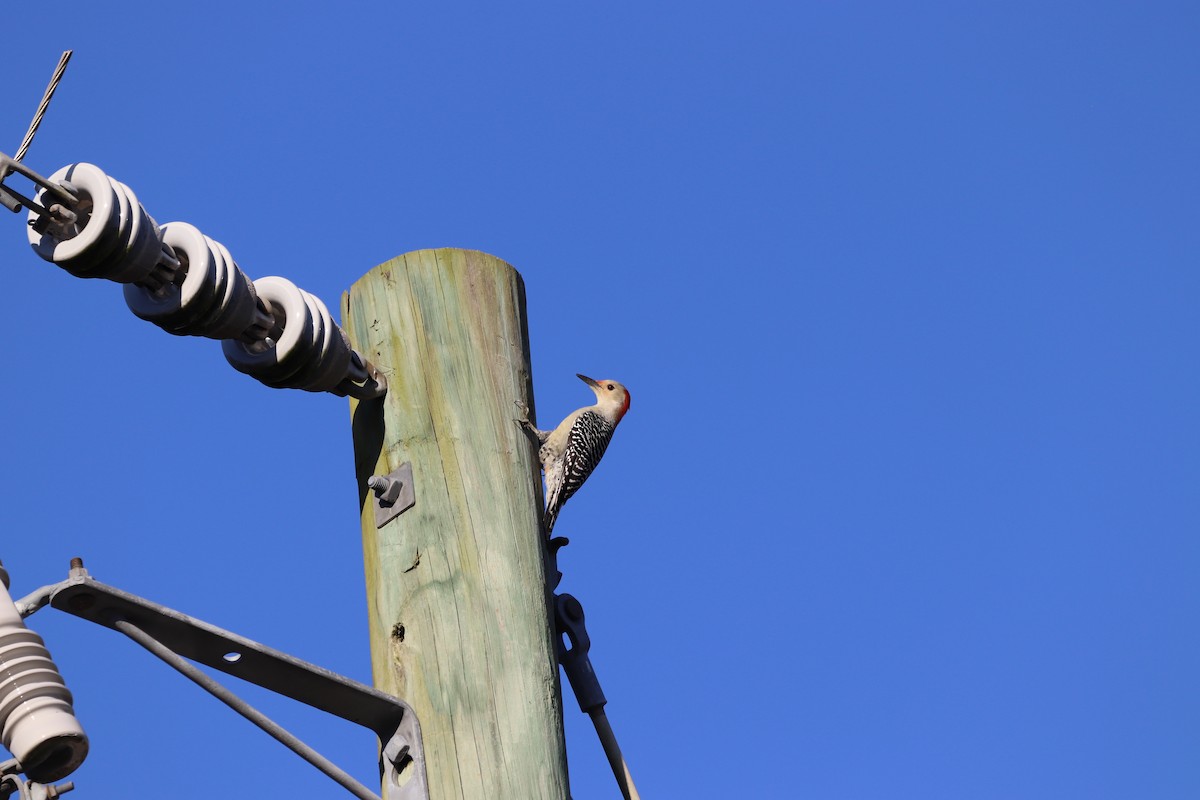 Каролинский дятел - ML645603654