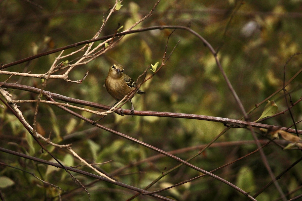 Bay-breasted Warbler - ML645603656
