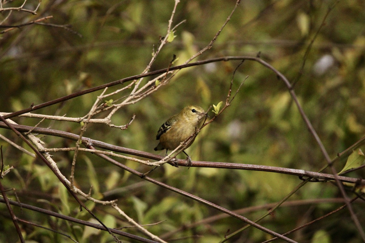 Bay-breasted Warbler - ML645603659