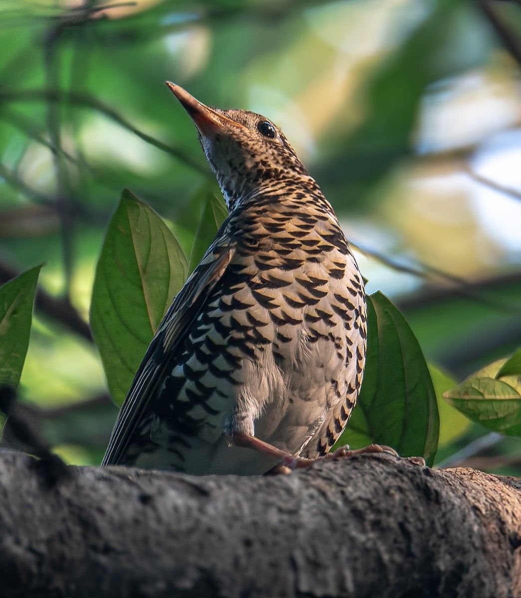 Чешуйчатый дрозд - ML645603665