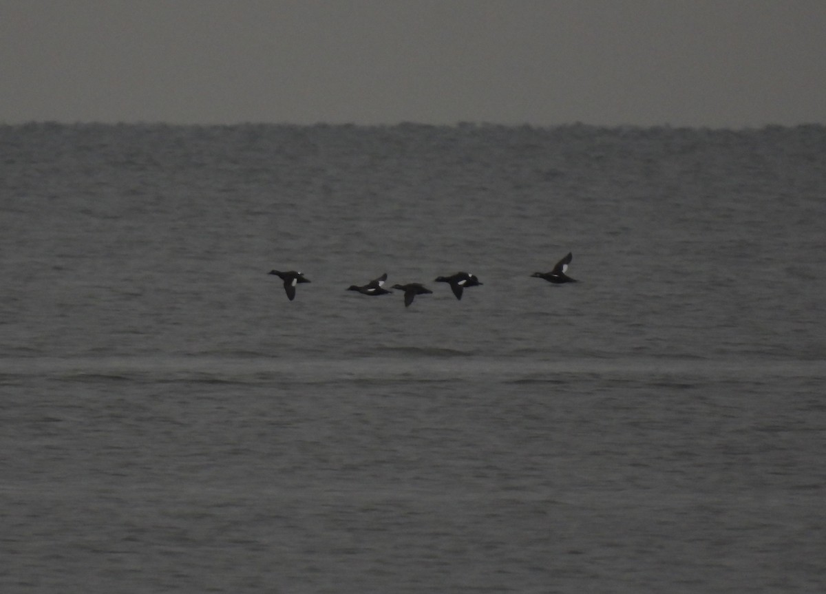 Пестроносый турпан - ML645603666