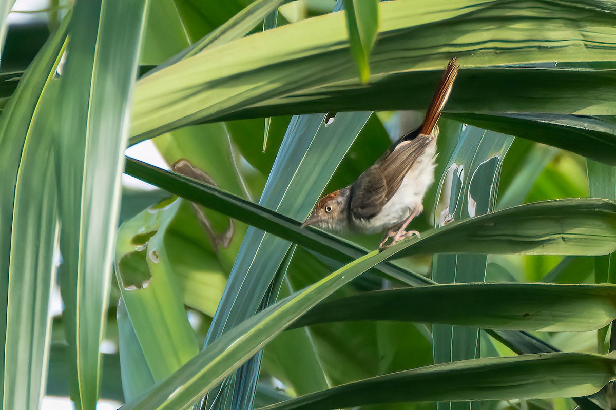 Серая рыжехвостка - ML645603667