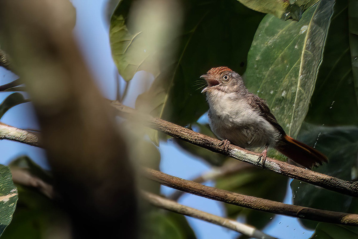 Серая рыжехвостка - ML645603668