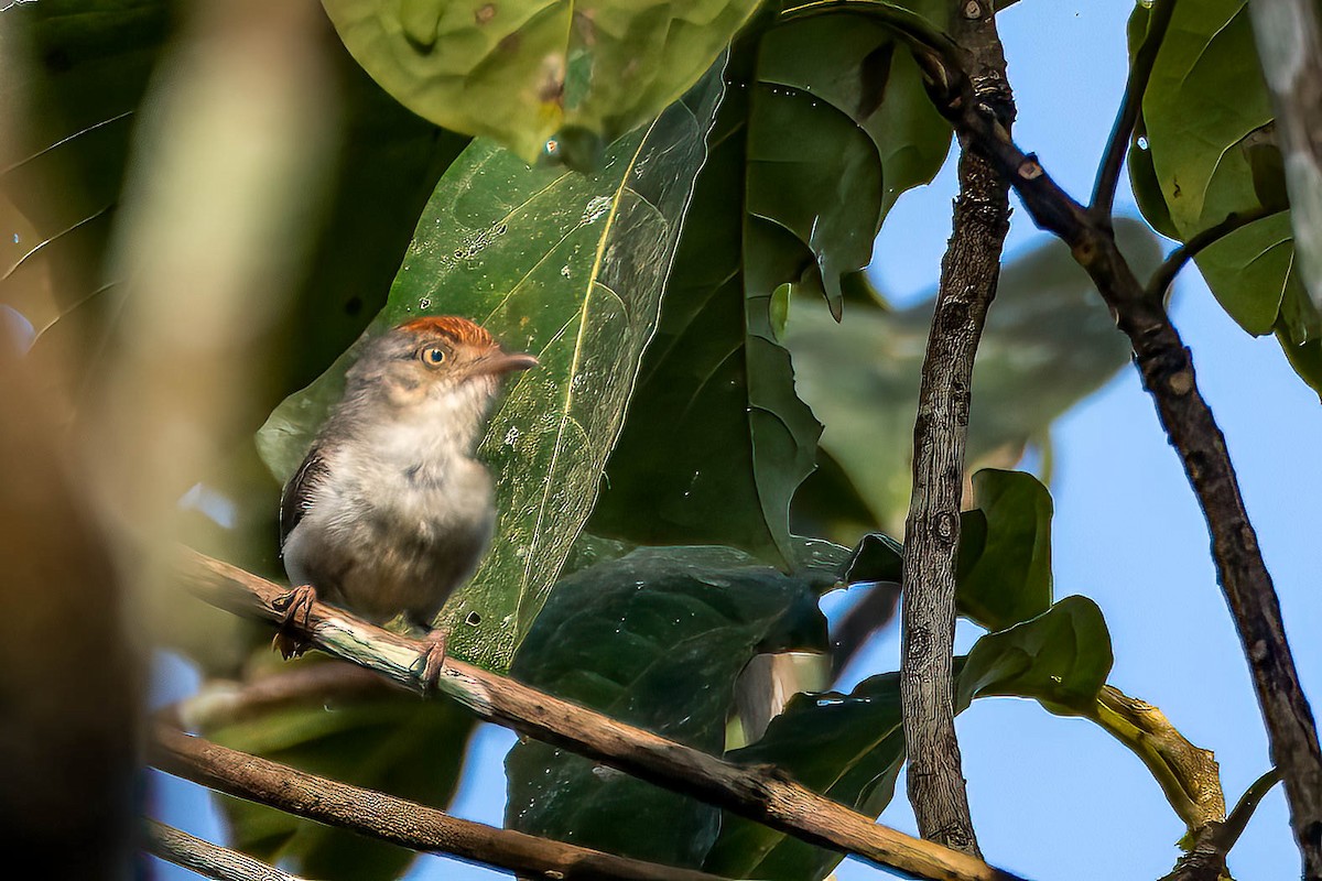 Серая рыжехвостка - ML645603669