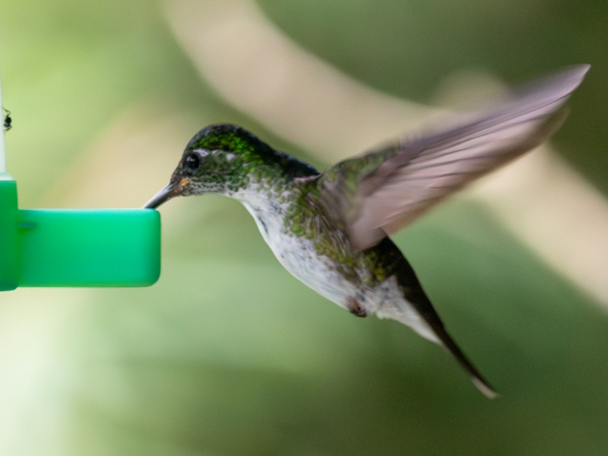 Белобрюхий солнечник - ML645603671