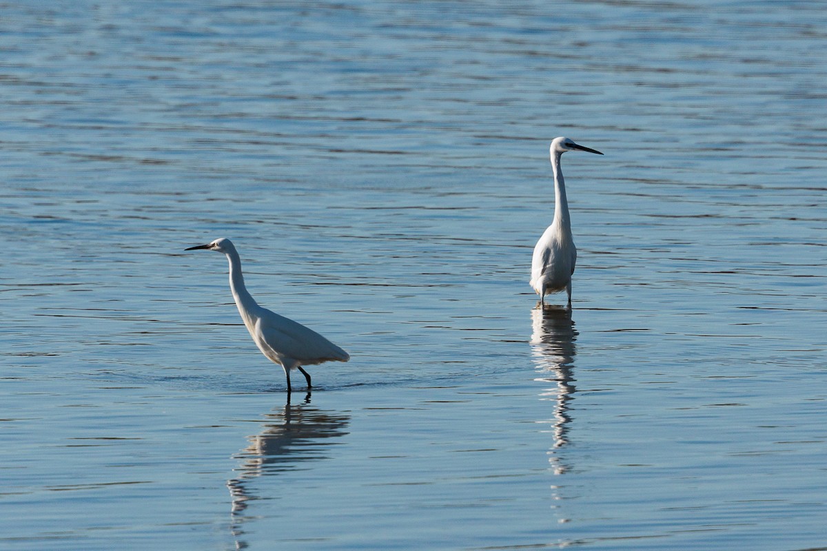 Малая белая цапля - ML645603672