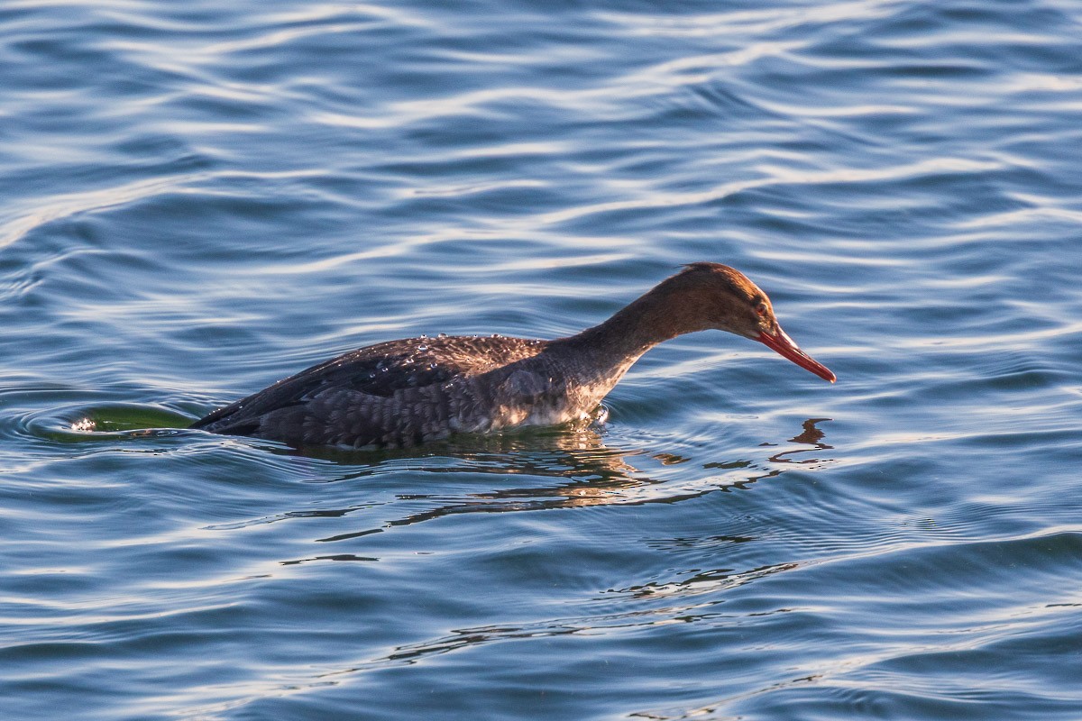 Длинноносый крохаль - ML645603673