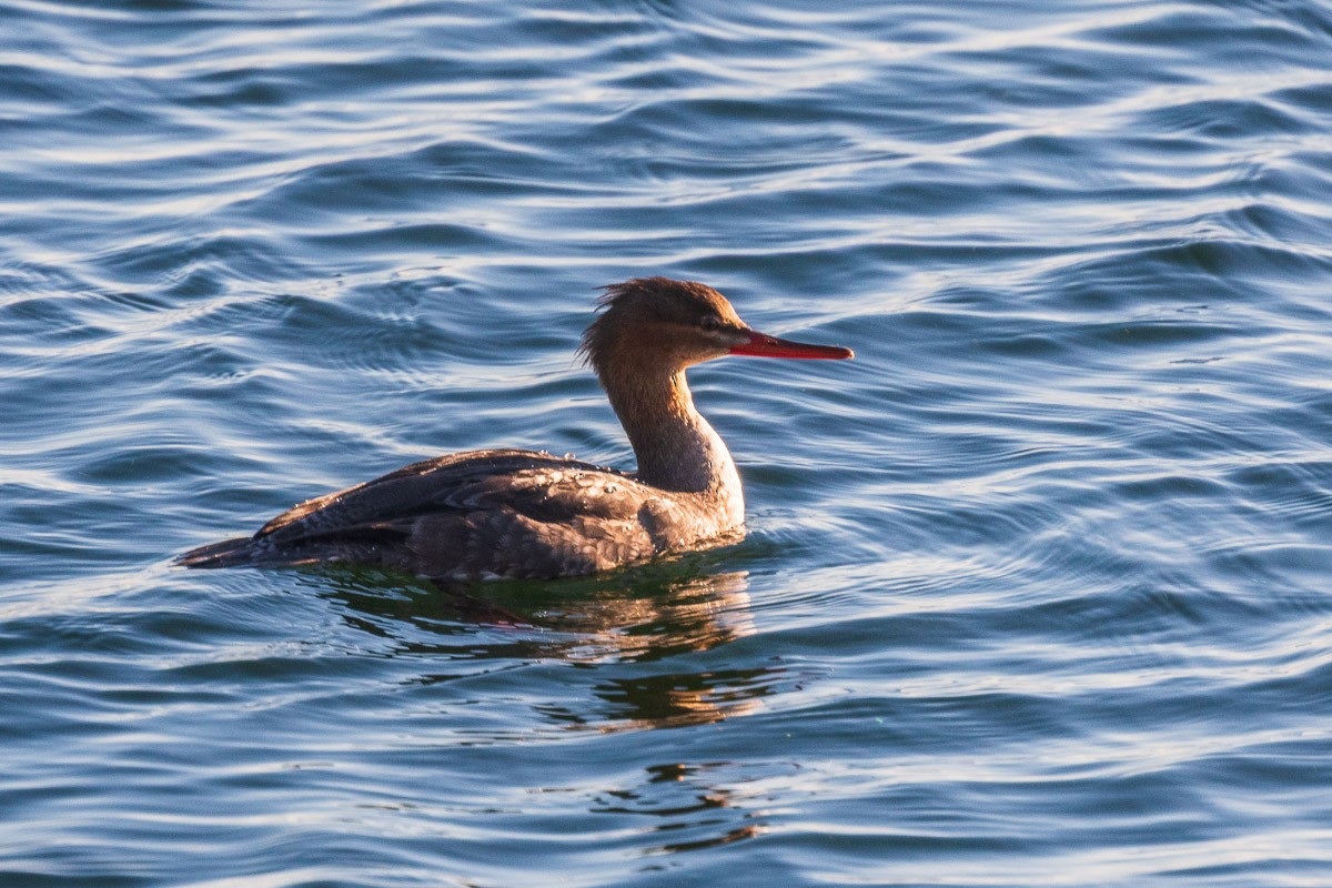 Длинноносый крохаль - ML645603674