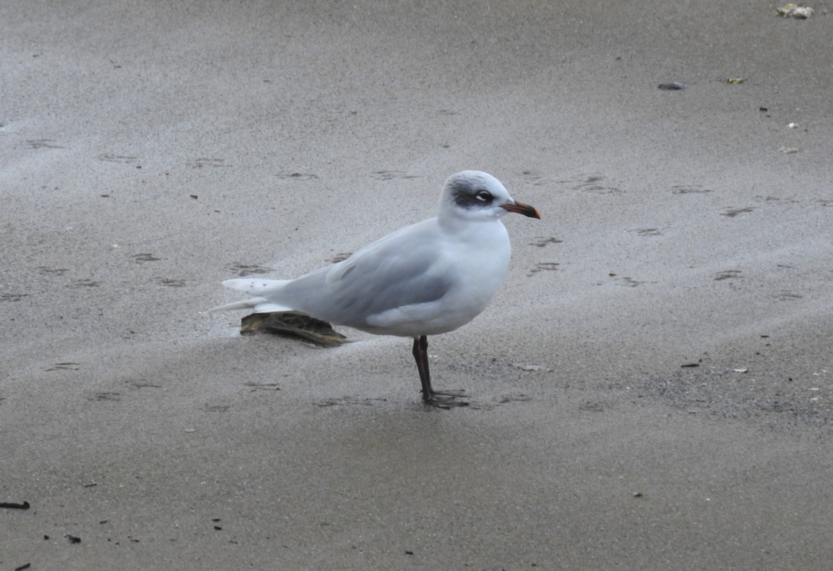 Черноголовая чайка - ML645603675