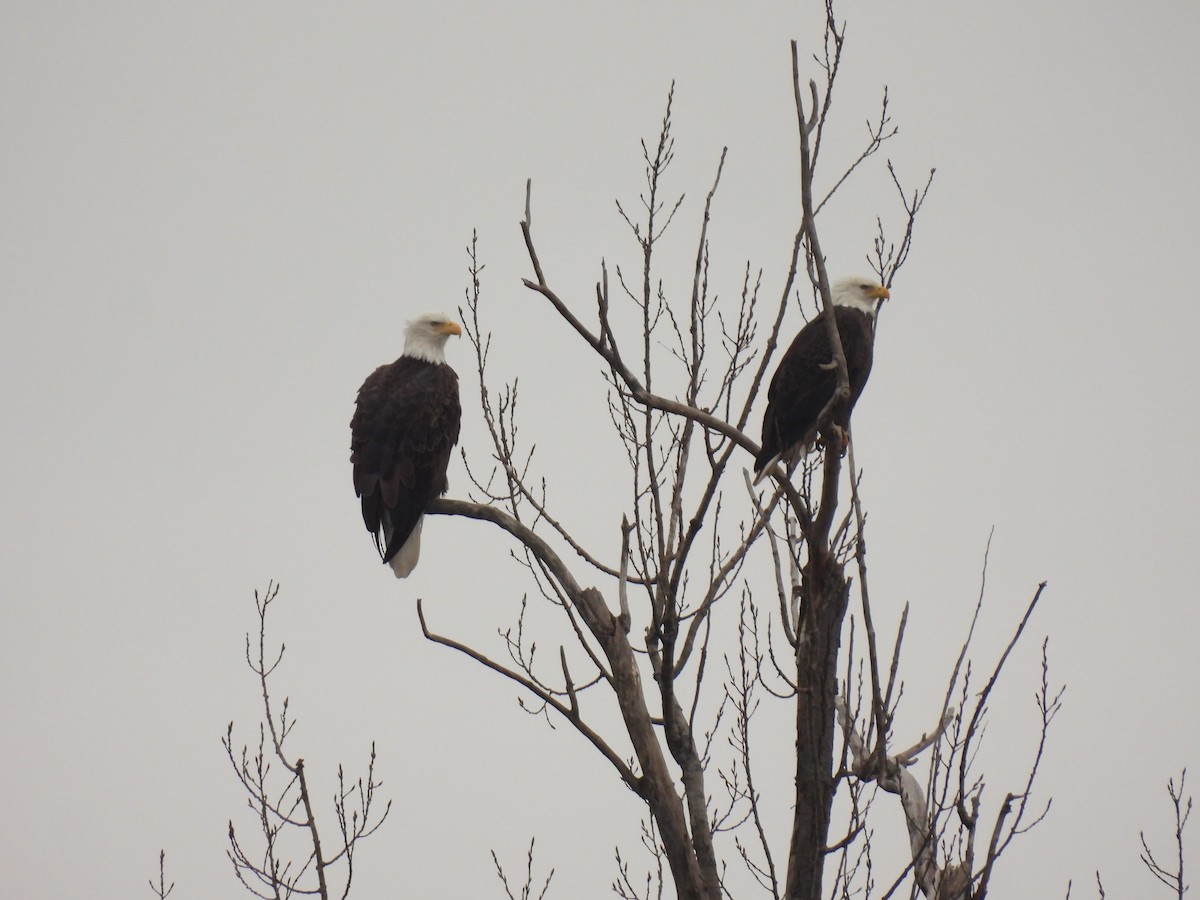 Белоголовый орлан - ML645603677