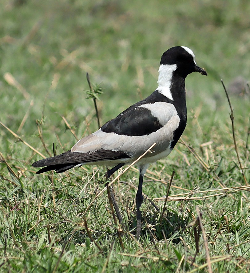 Чибис-кузнец - ML645603680