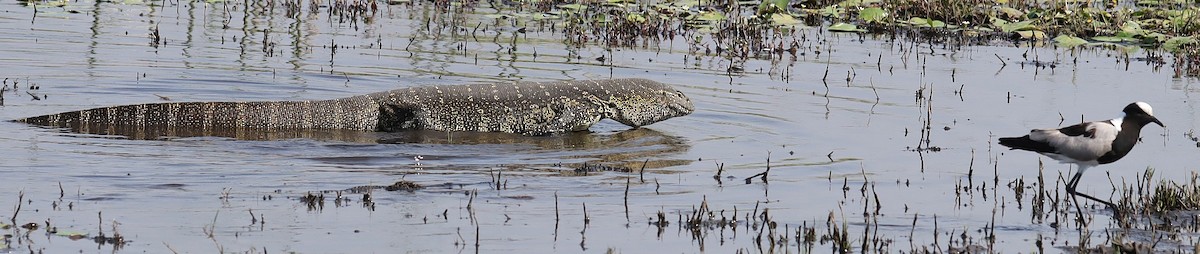 Чибис-кузнец - ML645603681