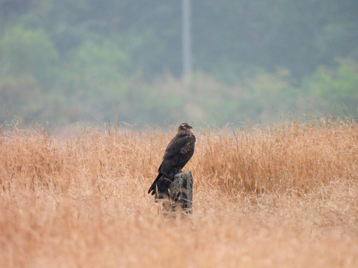 Mirotz urdina - ML645603685