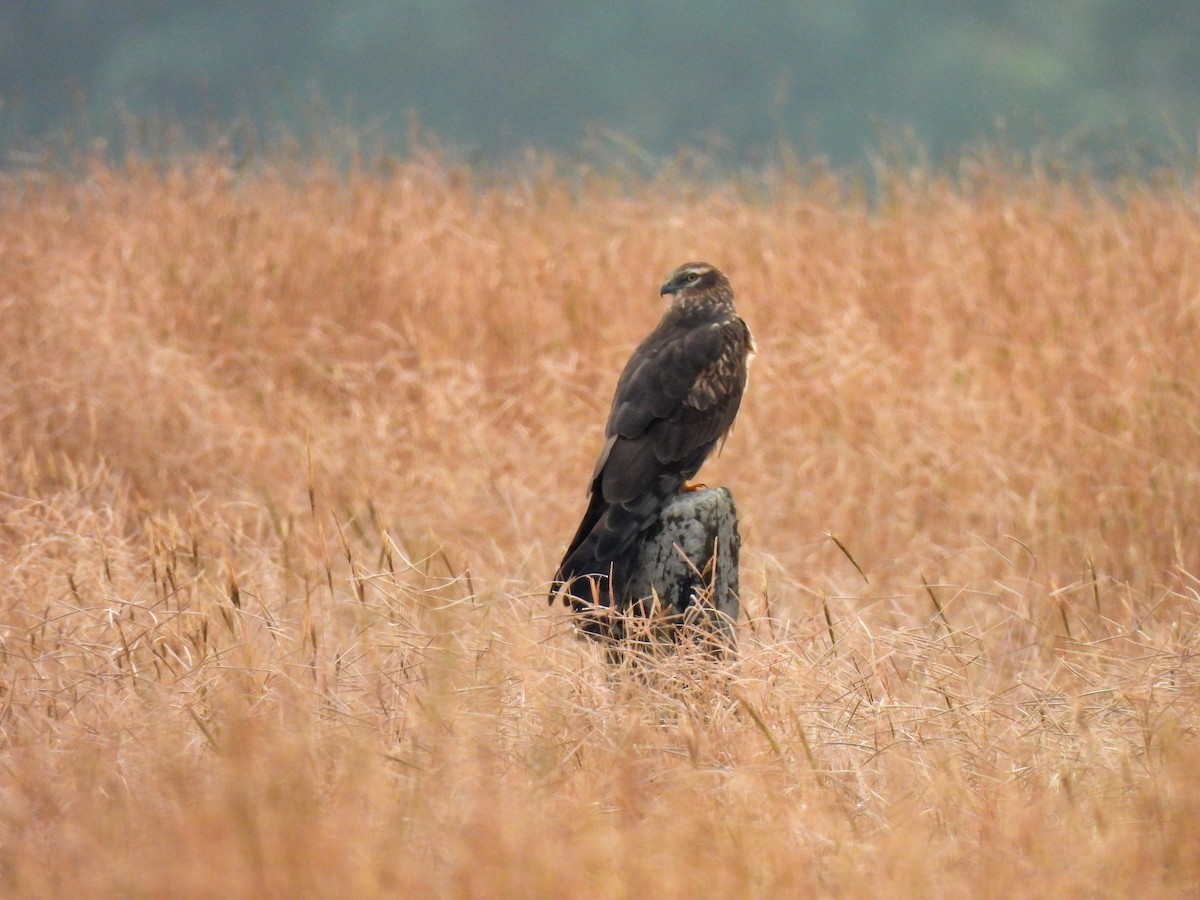 Mirotz urdina - ML645603686