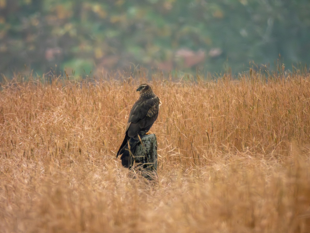 Mirotz urdina - ML645603687