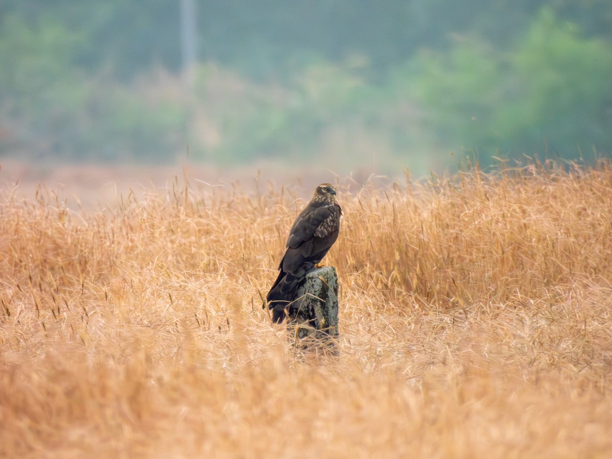 Mirotz urdina - ML645603688