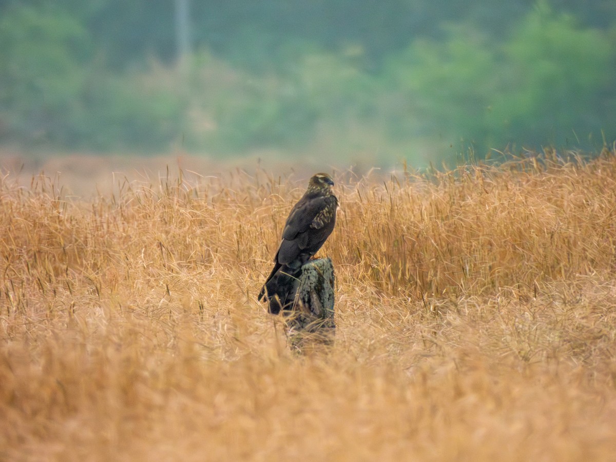 Mirotz urdina - ML645603689