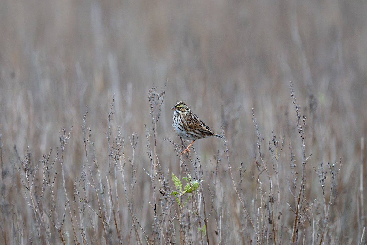 Savannah Sparrow (Savannah) - ML645603690