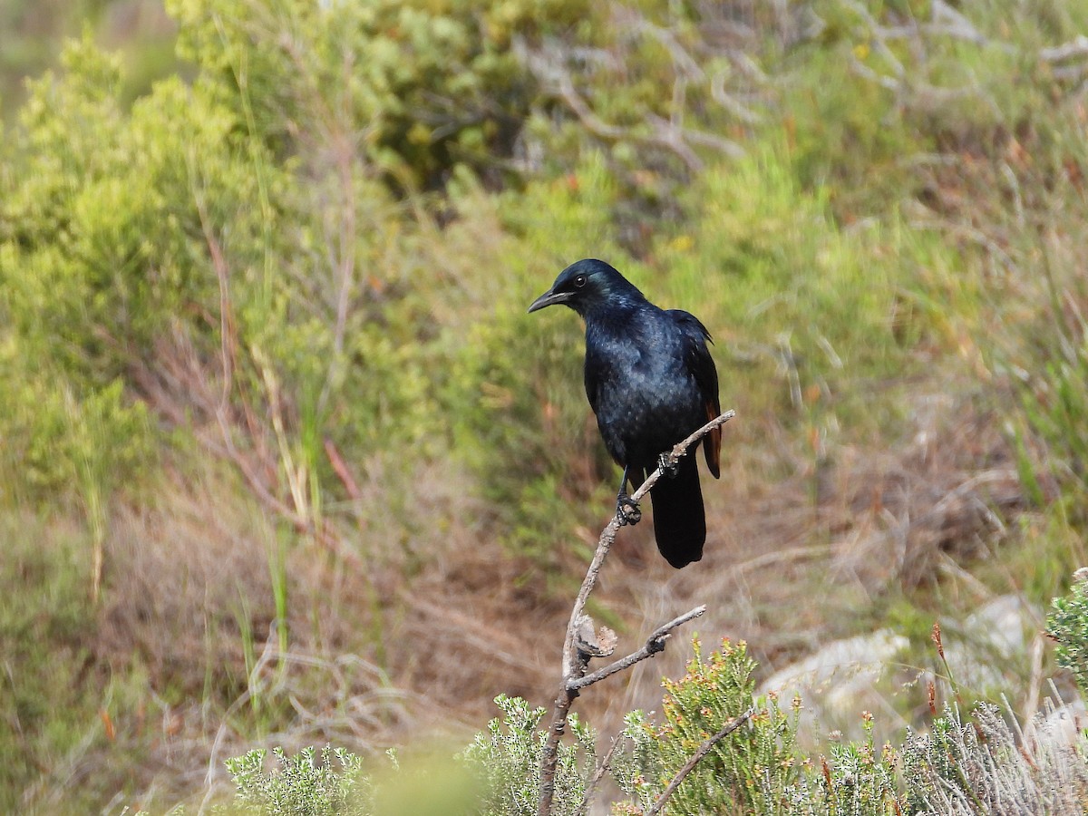 Rotschwingenstar - ML645603692