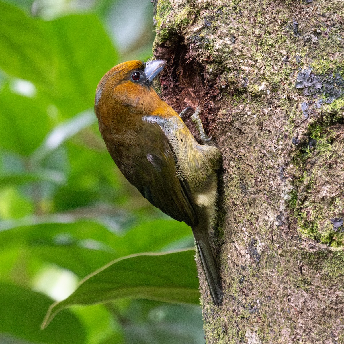 Prong-billed Barbet - ML645603693