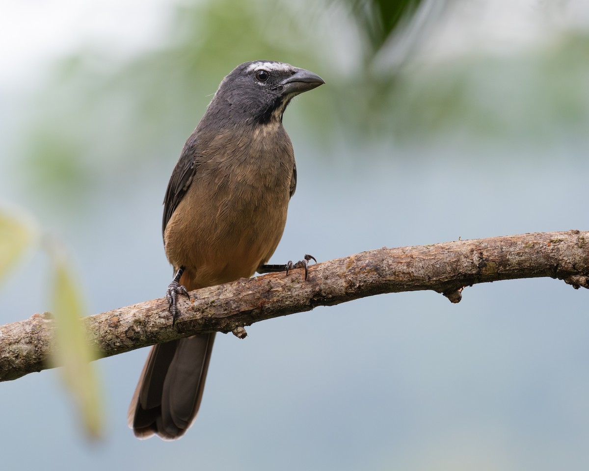 Cinnamon-bellied Saltator - ML645603699