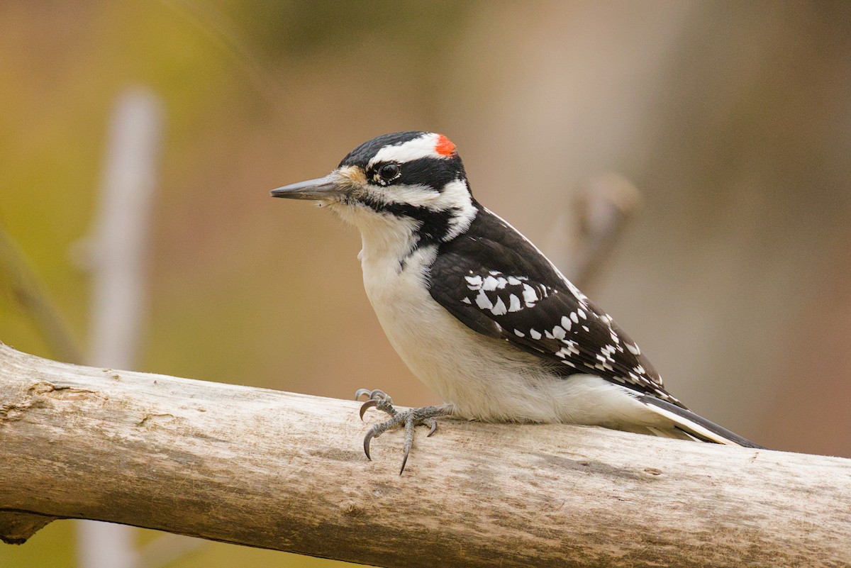 Hairy Woodpecker - ML645603707