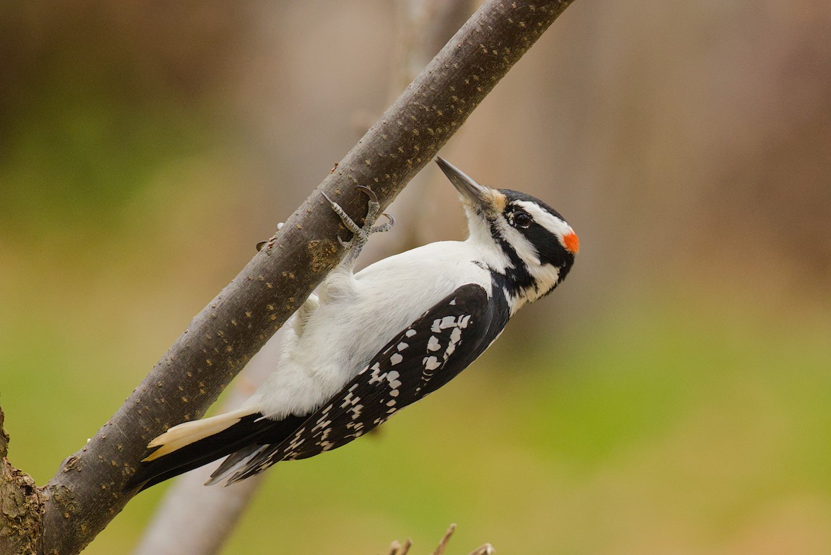 Hairy Woodpecker - ML645603708
