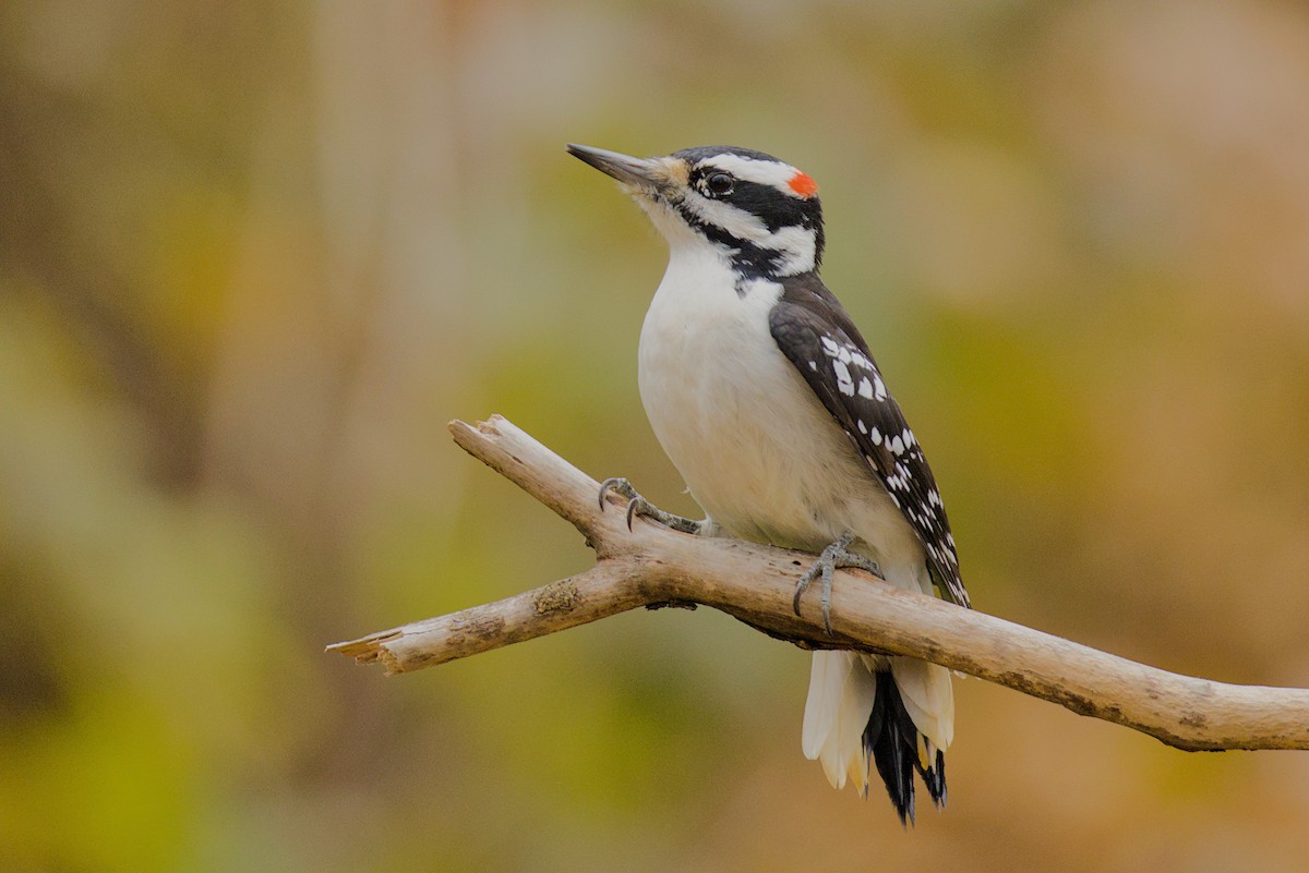 Hairy Woodpecker - ML645603709