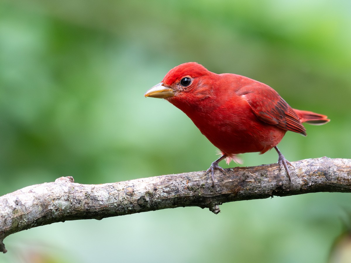 Summer Tanager - ML645603712