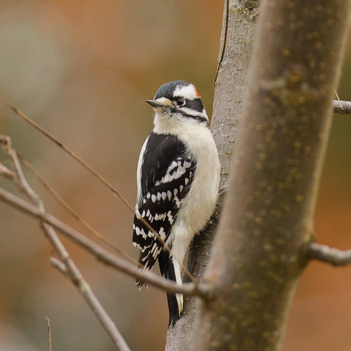 Downy Woodpecker - ML645603713