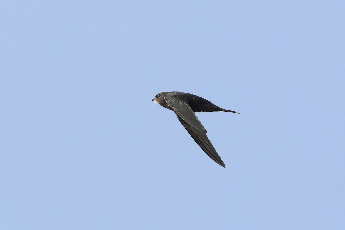 Common Swift - ML645603722