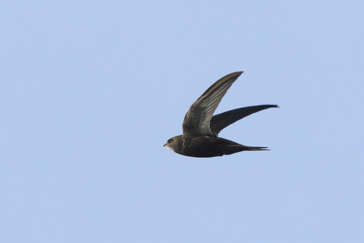 Common Swift - ML645603723