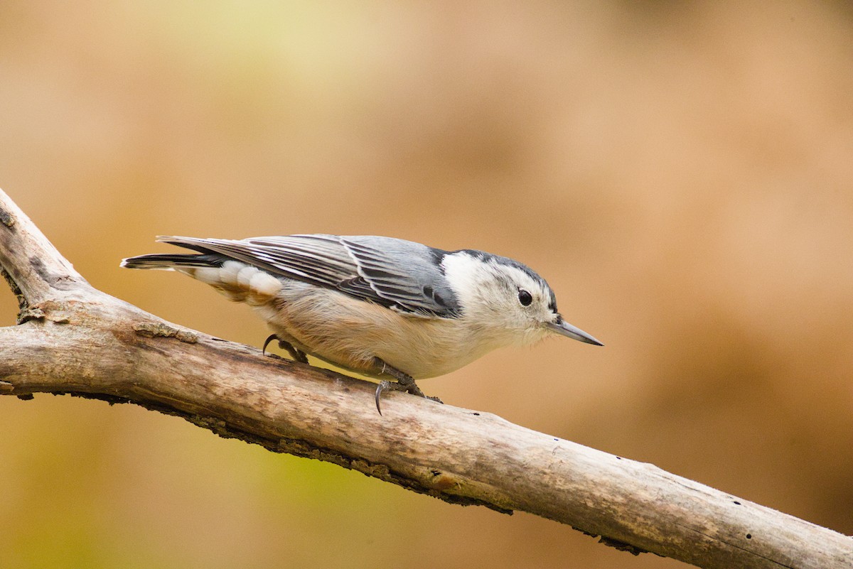 White-breasted Nuthatch - ML645603724