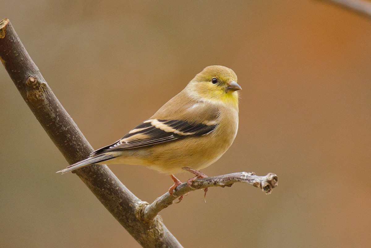 American Goldfinch - ML645603725
