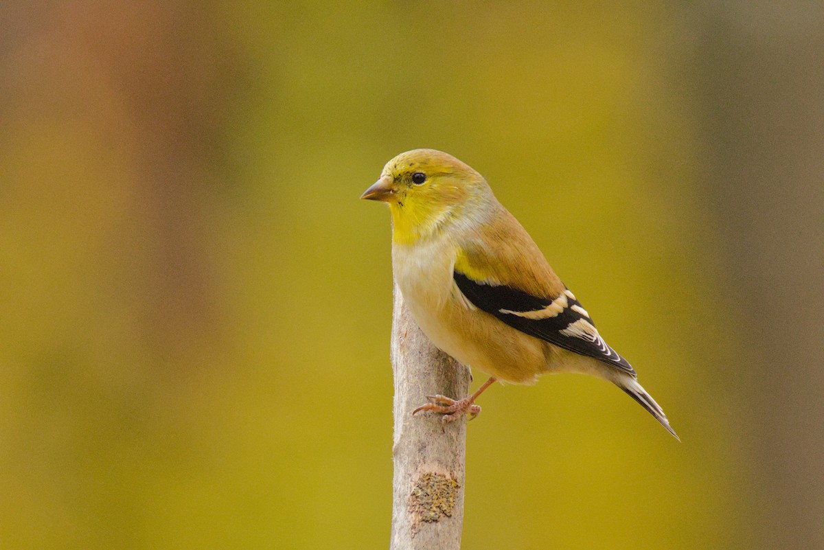 American Goldfinch - ML645603726