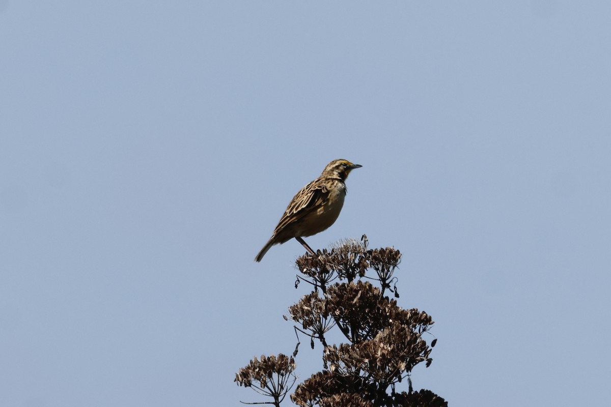 Abyssinian Longclaw - ML645603727