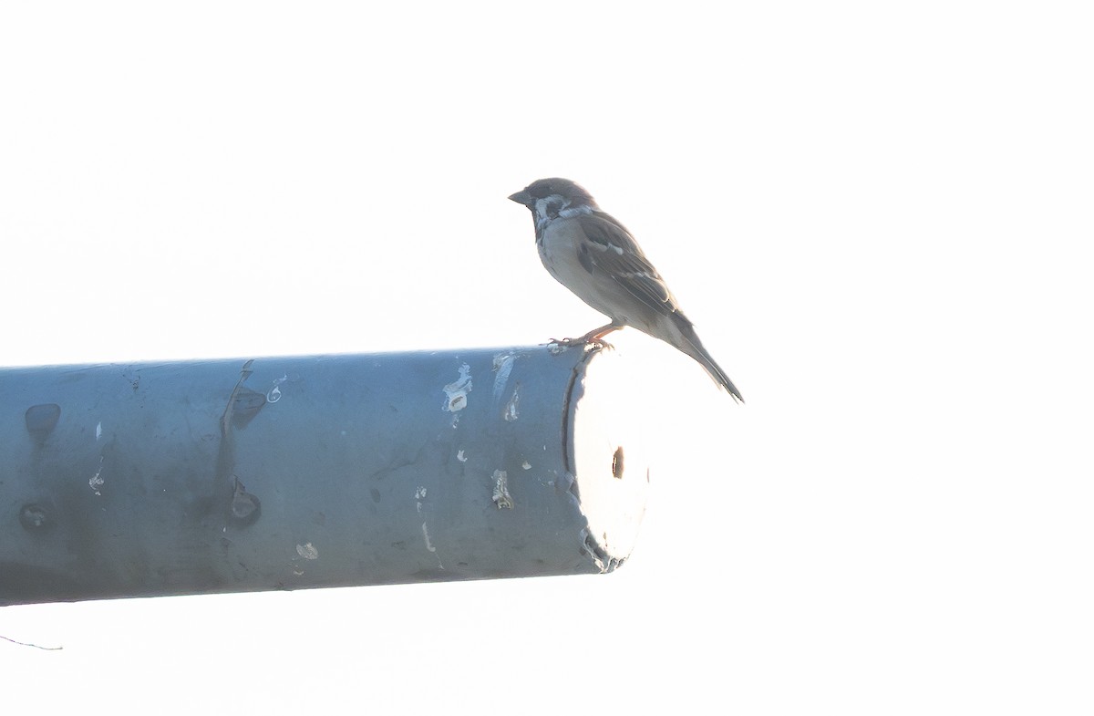 Ağaç Serçesi - ML645603729