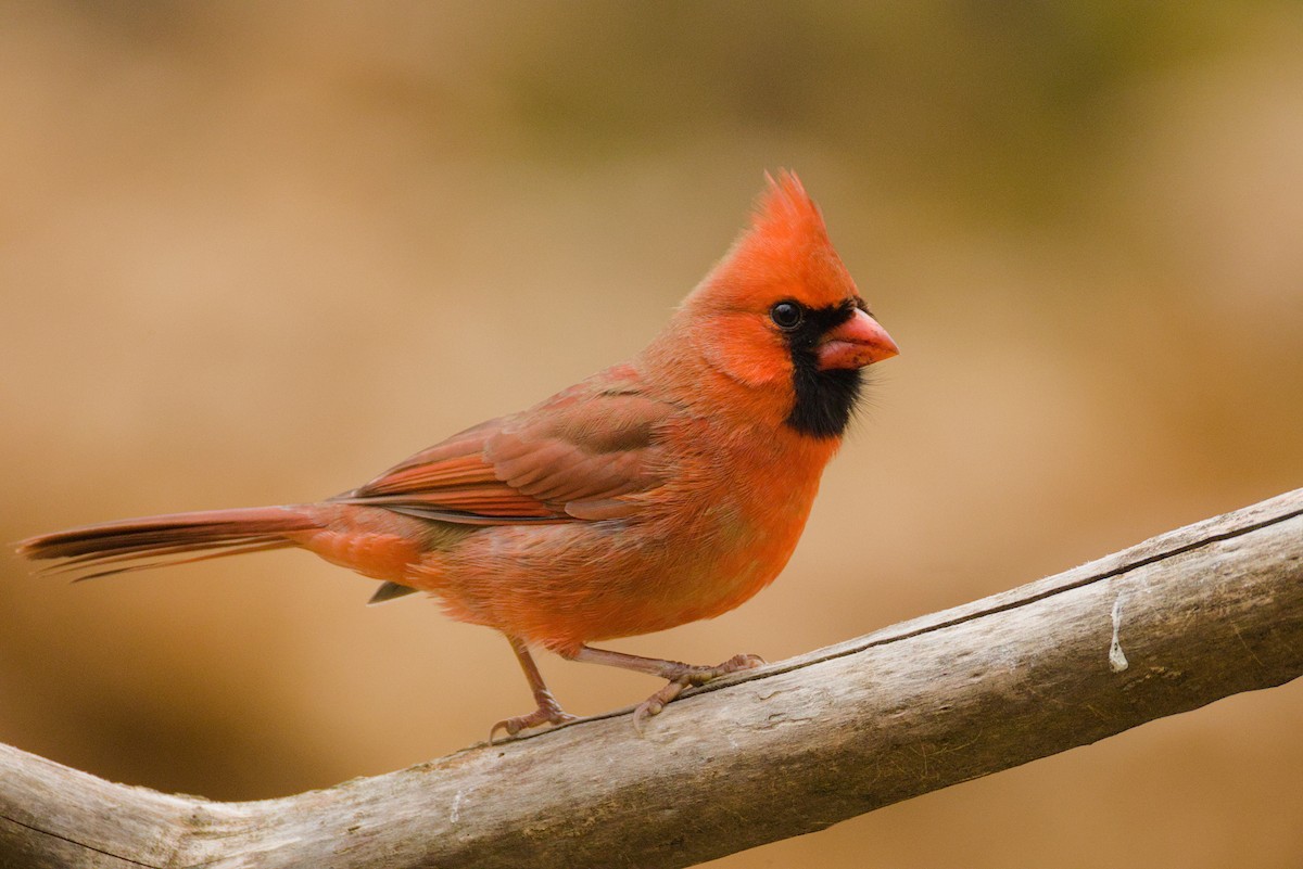 Northern Cardinal - ML645603730