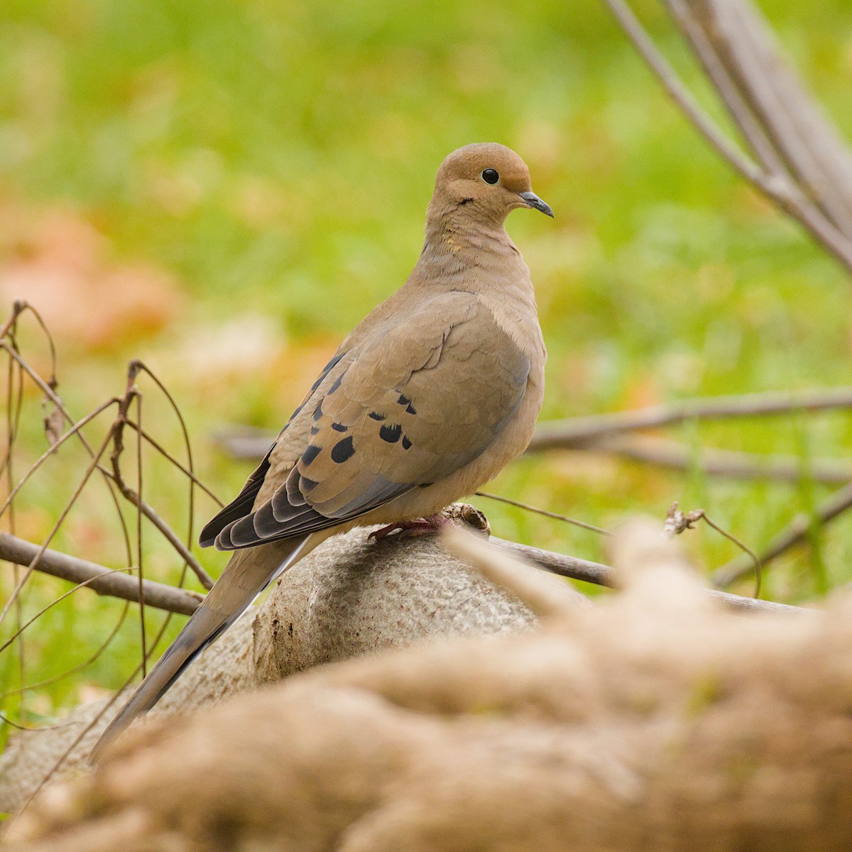 Mourning Dove - ML645603731
